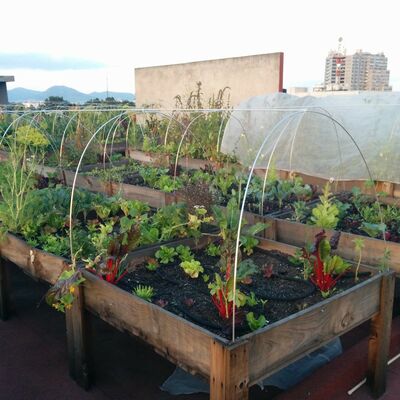 None_En la terraza de Startup M&eacute;xico hay un huerto! :)_22246235093.jpg