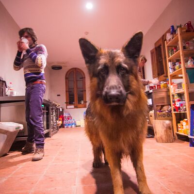 Thor, el guardi&aacute;n de la casa